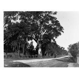 Road Showing Horse and Cart in the Country