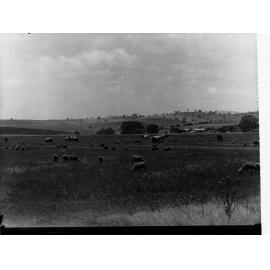 Turretfield Government Stud Farm Sheep and Cows