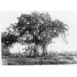 Banyan Tree - Botanical Gardens, Port Darwin - Northern Territory