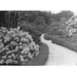 Rhododendrons at Mount Lofty Gardens