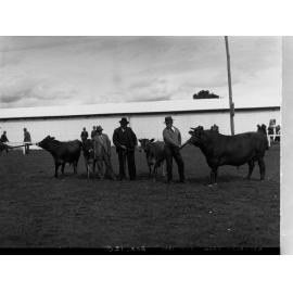 Men and bulls at Royal Adelaide Show