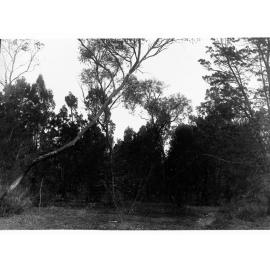 Gum Tree Forest
