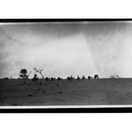 Camels in the Desert, Northern Territory
