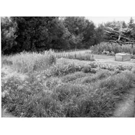 Edwardstown Primary School showing vegetable and flower garden