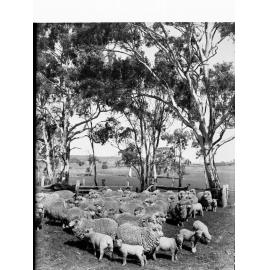 Sheep and lambs Mount Torrens