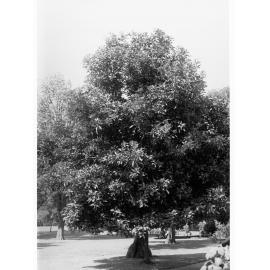 Botanic Gardens - WA Red Flowering Gum