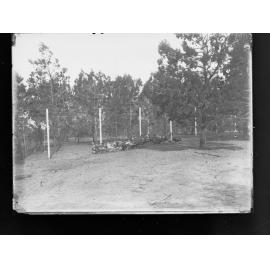 Turkeys in fenced area - Roseworthy Agricultural College