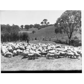 Sheep and Lambs Oakbank Shillabeer