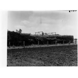 Turretfield, Government Stud Farm - Stacking Hay