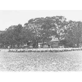 Sheep on Sheep Station