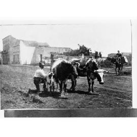 Criollo cattle with a main next to two cows