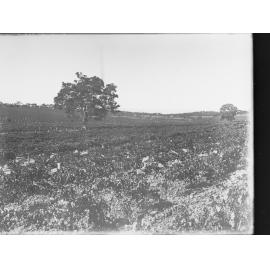View of vineyards, area unknown