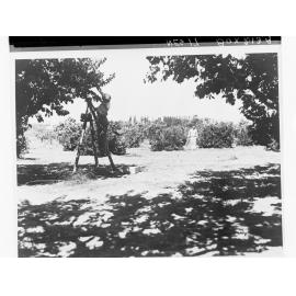 Orange Orchards Showing Man on a Ladder