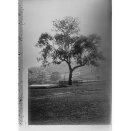 The Hovell Tree 