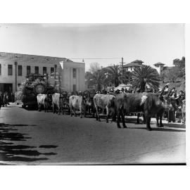Adelaide Centenary float for floral pageant.  Federation of the town of Thebarton float pulled by bullocks