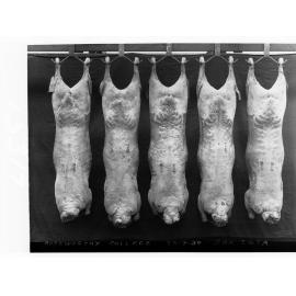 Carcases hanging in cool room - Roseworthy Agricultural College