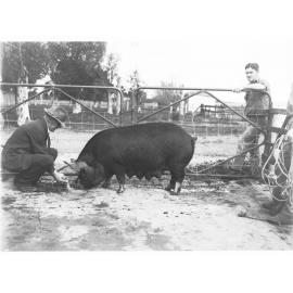 Man feeding a sow