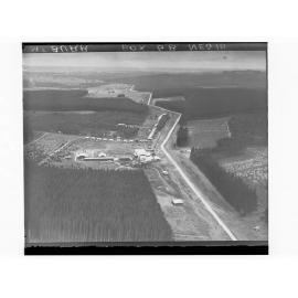Pine Forests - Mount Burr