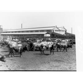 Cattle yarded - government produce export depot
