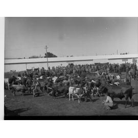 Cattle on exhibition - Royal Adelaide Show