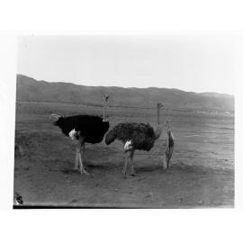 Two Ostriches near a fence