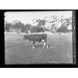 Mr Cowan's property at Littlehampton 