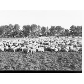 Roseworthy Showing Sheep in a Paddock and Fencing Enclosures