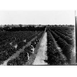 Grape Picking at Renmark