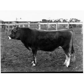 Bull - Roseworthy College