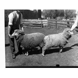 Agricultural Department Turretfield Showing Men Examining  Sheep