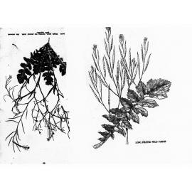Drawings of Weeds