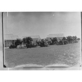 Northern Territory - camels loaded up with goods