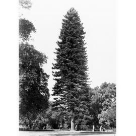 Araucaria Cookii  Specimen,  Botanic Gardens