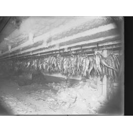 Picture of fish at Port Adelaide Exports