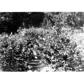 Flower Garden in the Botanic Gardens