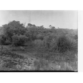 South East drainage at Ti Tree Swamp