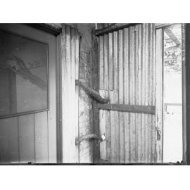 Vine growing on house at Brighton