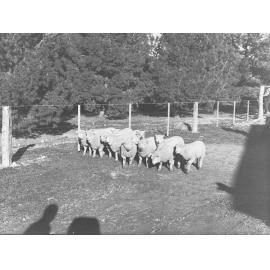 Sheep at Roseworthy College