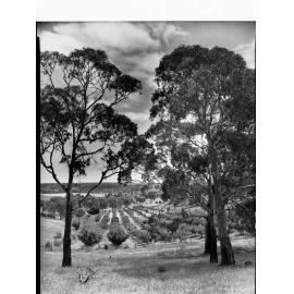 Orchard at Minda Home's Craigburn Farm, 1945
