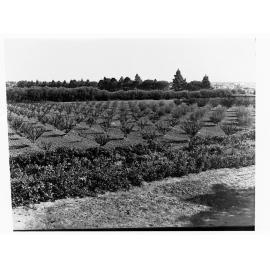 Urrbrae Agricultural College showing orchard