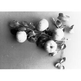 Branch With Some Apples