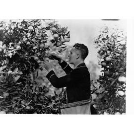 Mandarin Picking
