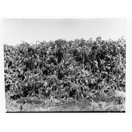 Man standing in a field of prickly pear