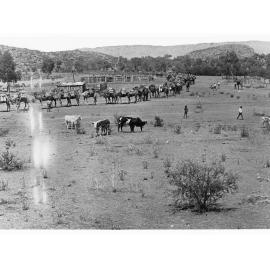 Undoolya Station, MacDonnell Ranges - Northern Territory (shows cattle and camels)