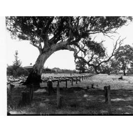 Sheep Station Near Kuitpo