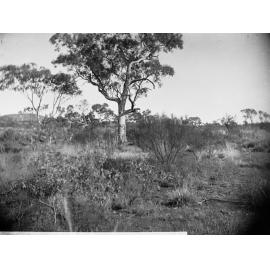 Bush Scene Elder Expedition