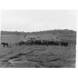 Mob of horses at Kapunda, South Australia