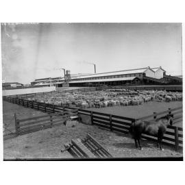Sheep Yard at Government Produce Yard