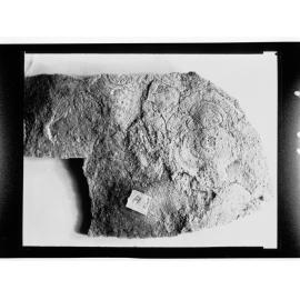 Fossil from Ediacara