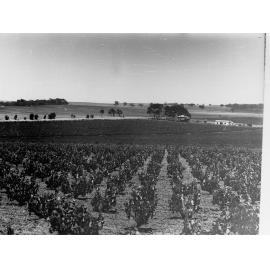 Vineyards at Reynella
